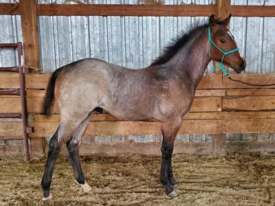 Thistle Bartender JW <BR> AQHA 6096626